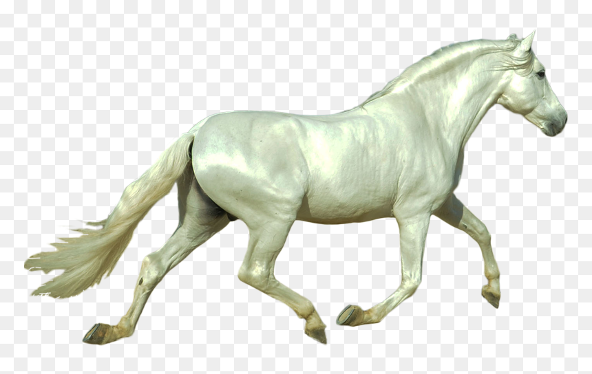 Morfologia Del Caballo De Pura Raza Espa隳l - Stallion, HD Png Download - caballo png