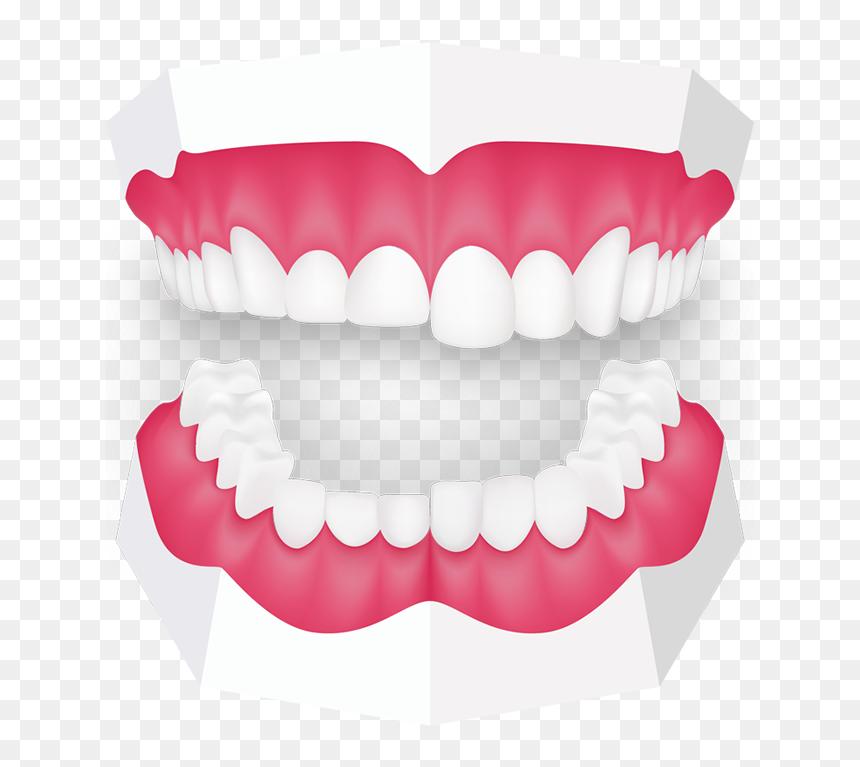 Tooth Grinding Toothbeary - Heath Street Dental, HD Png Download - buck teeth png
