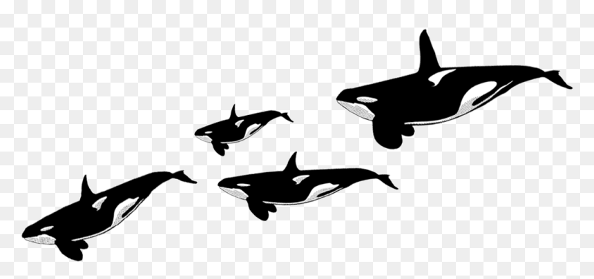 Killer Whale, HD Png Download - orca png