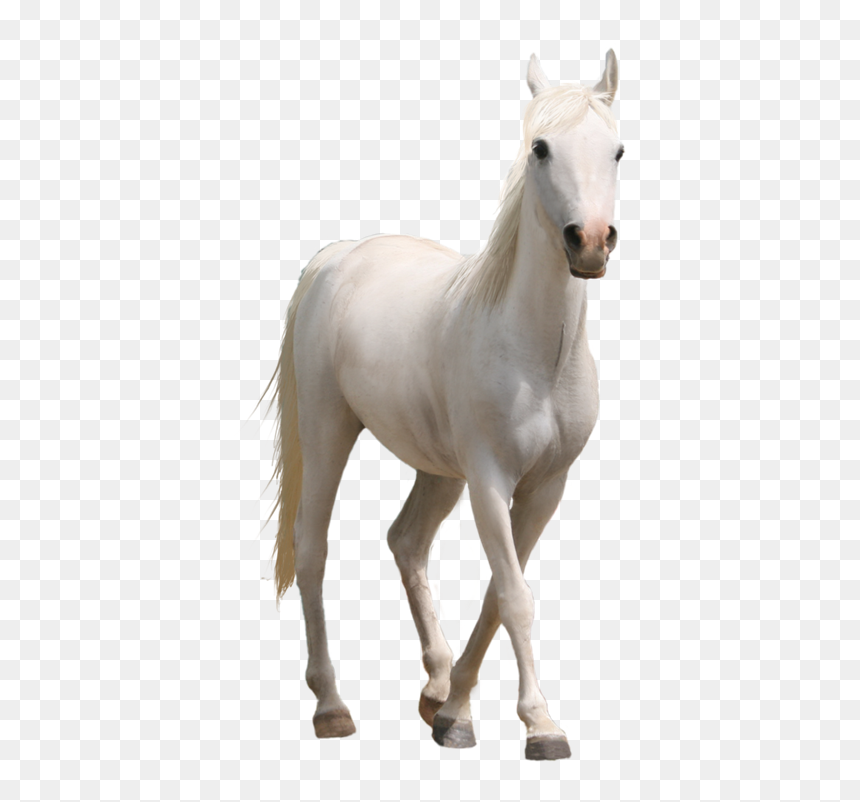 Caballo - Horse Png Transparent, Png Download - caballo png