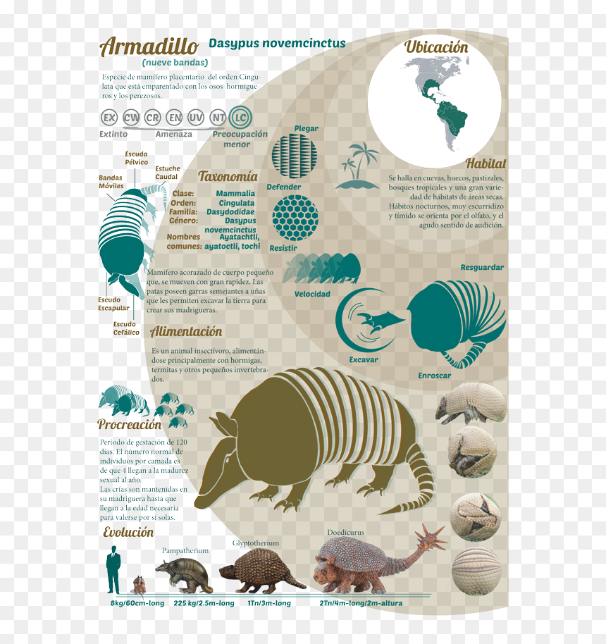 Advent International, HD Png Download - armadillo png