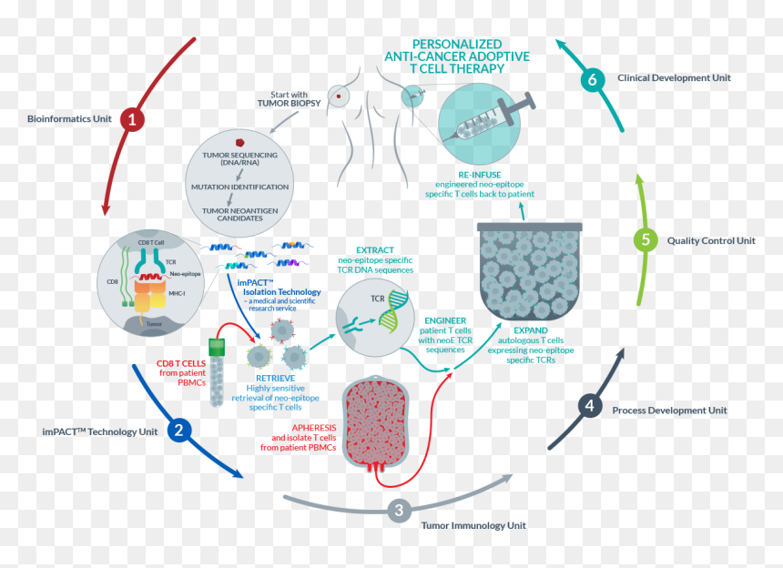 Thumb Image - Cancer Epitope, HD Png Download - cells png