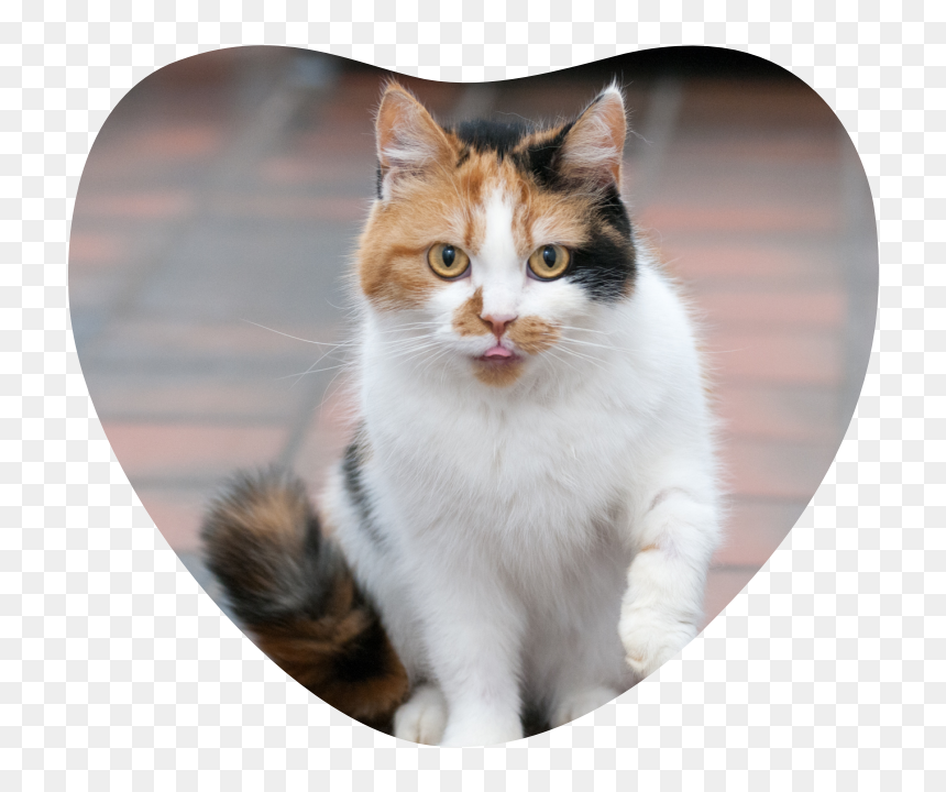 Domestic Short-haired Cat, HD Png Download - pet png