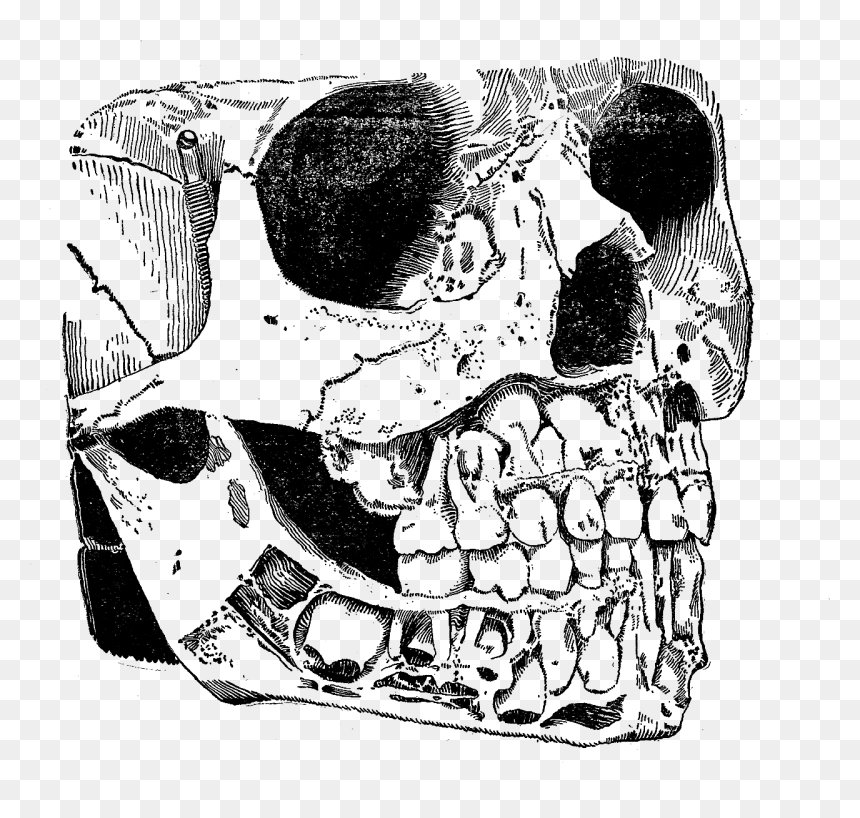 Vintage Skull Png Graphic Stock , Png Download - Portable Network Graphics, Transparent Png - stock png