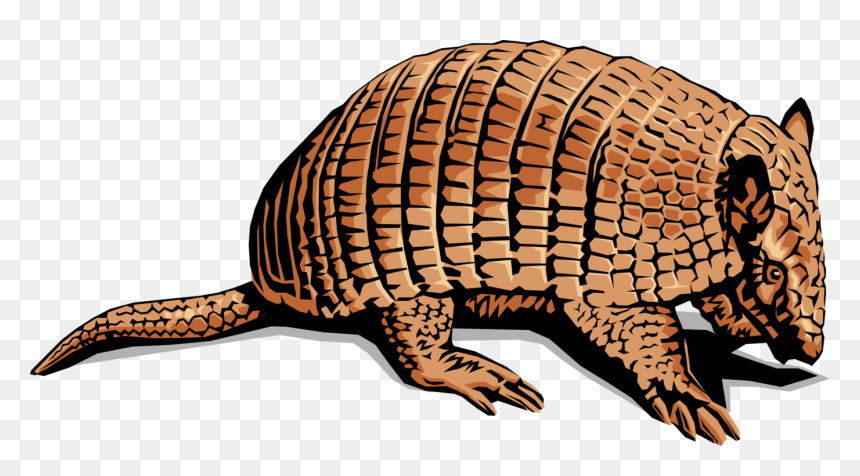 Vector Illustration Of Armadillo "little Armoured One - Mexico Animal Facts, HD Png Download - armadillo png