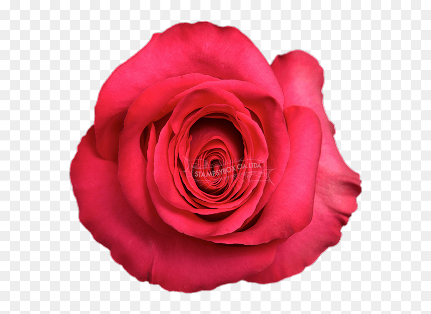 Thumb Image - Floribunda, HD Png Download - pink floyd png
