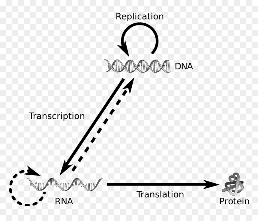 Central Dogma Of Molecular Biology Png, Transparent Png - biology png