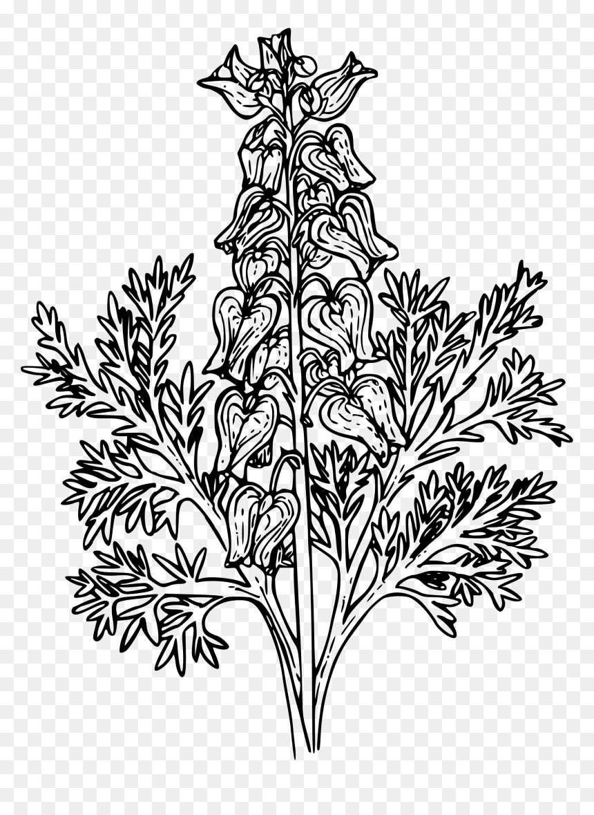 Western Bleeding Heart Clip Arts - Flor Corazon Sangrante Dibujos, HD Png Download - bleeding heart png