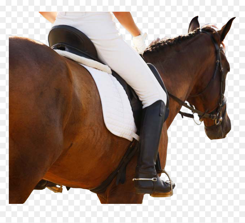 Manege De Nieuwe Ark, HD Png Download - caballo png
