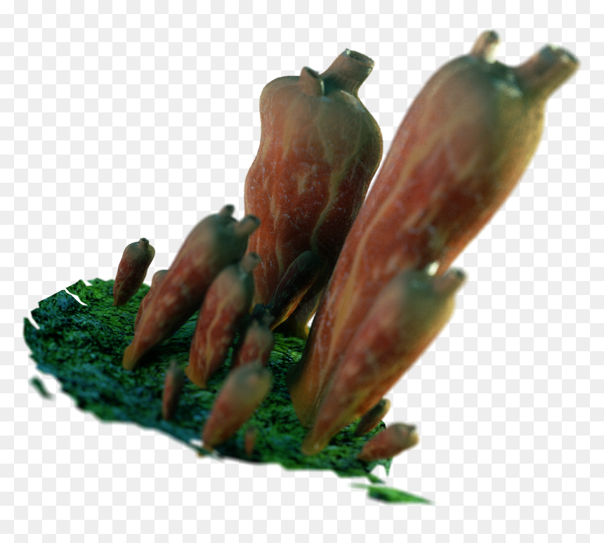 Estonian Museum Of Natural History - Bud, HD Png Download - squirt png