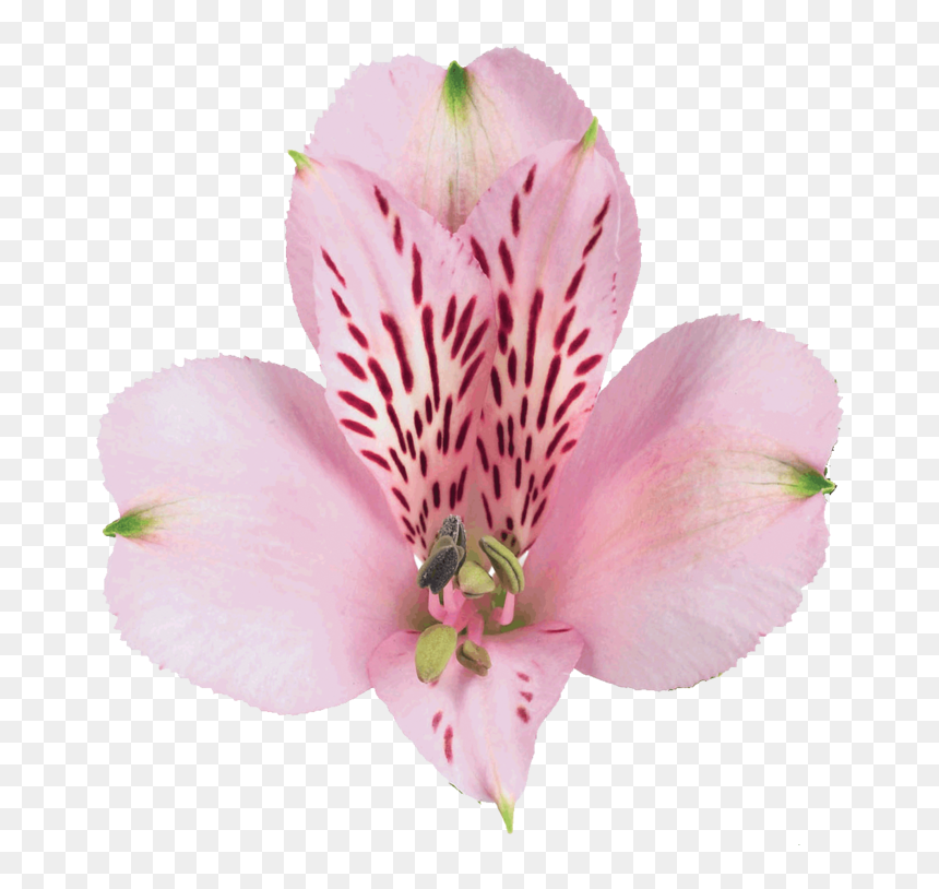 Peruvian Lily, HD Png Download - pink floyd png