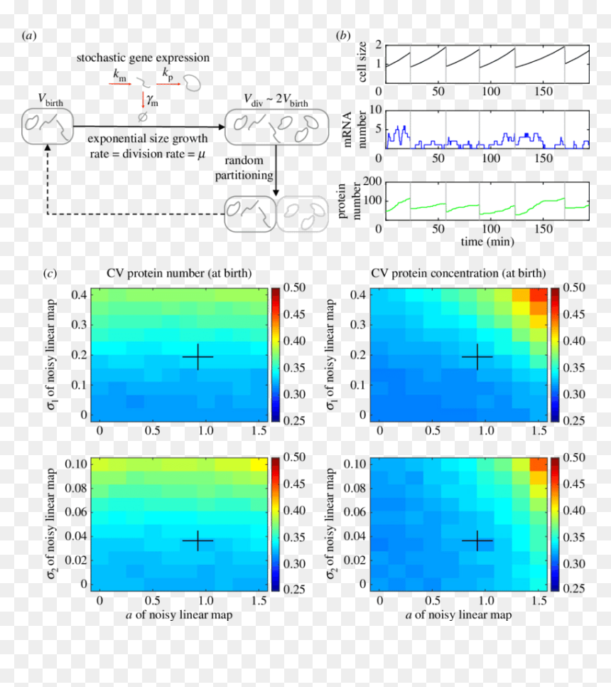 Diagram, HD Png Download - vertical divider png