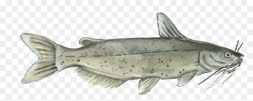 Harvest Select Catfish , Png Download - Portable Network Graphics, Transparent Png - catfish png