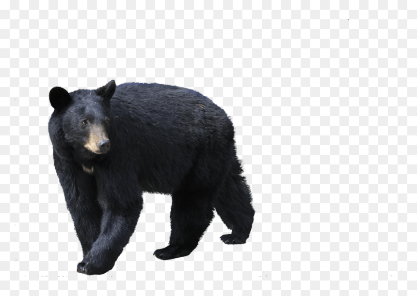 Black Bears With White Background, HD Png Download - bear cub png
