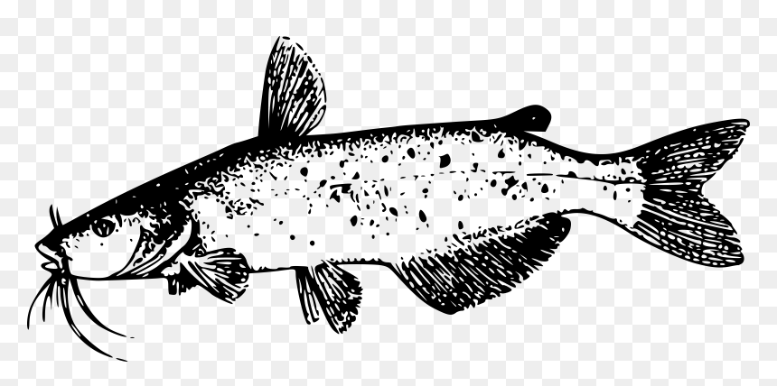 Catfish Clip Arts, HD Png Download - catfish png