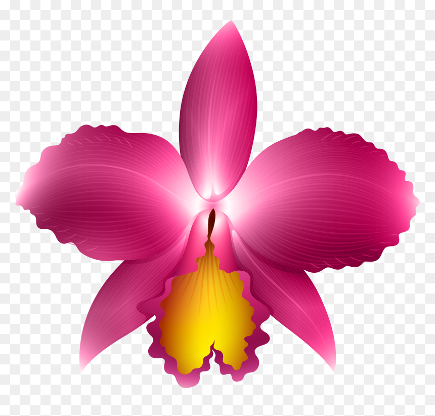 Orchid Flower Clipart - Transparent Background Orchid Clipart, HD Png Download - gasp emoji png