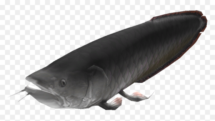 Catfish , Png Download - Bony-fish, Transparent Png - catfish png