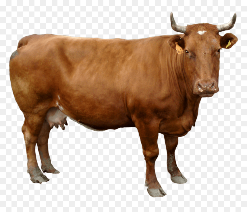 Brown Cow Png, Transparent Png - cows png