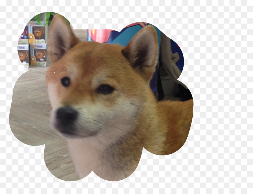 Companion Dog , Png Download - Companion Dog, Transparent Png - doge.png