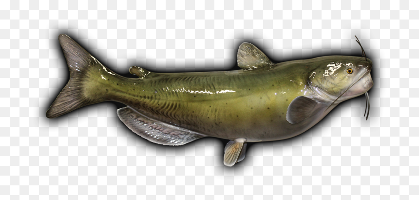 Salmon Mount Png - Sardine, Transparent Png - catfish png