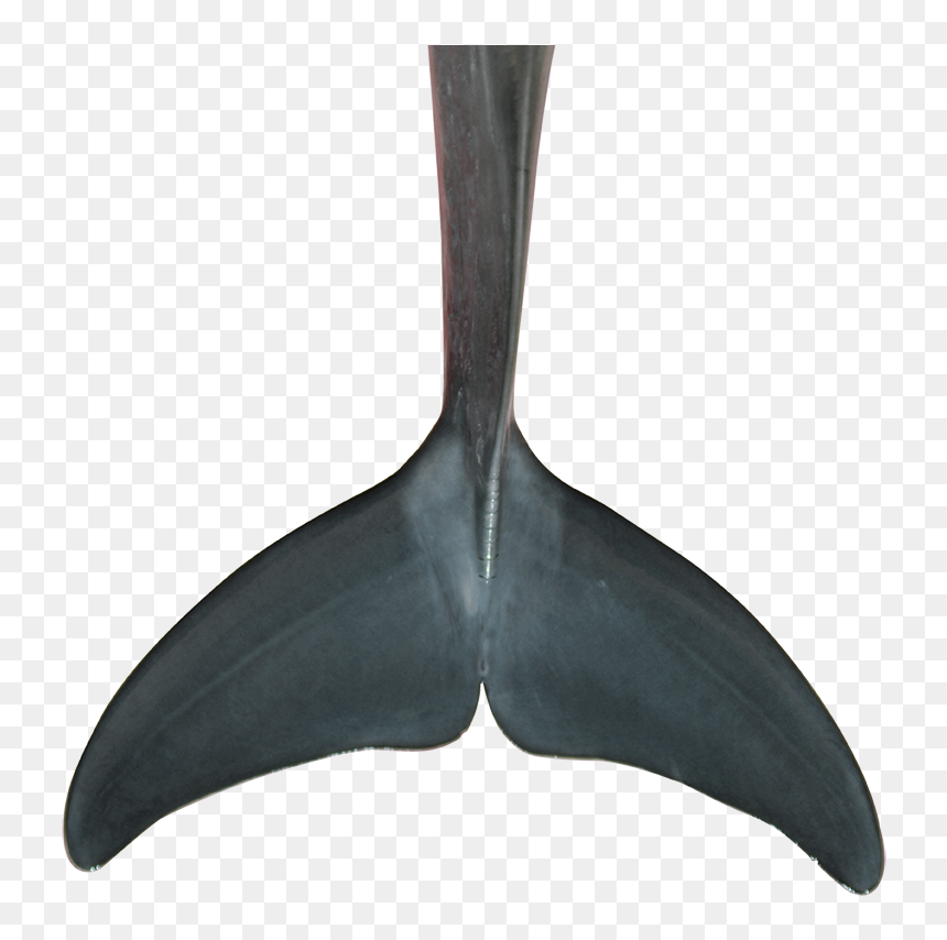Fin Png , Png Download - Garden Tool, Transparent Png - fin png
