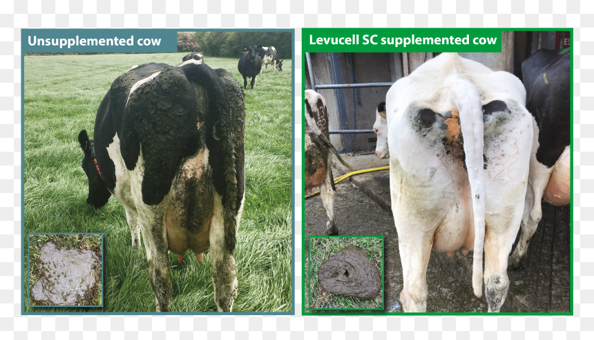 Dairy Cow, HD Png Download - cows png
