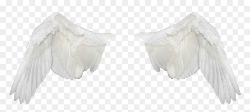 Alas Blancas Png, Transparent Png - white wings png
