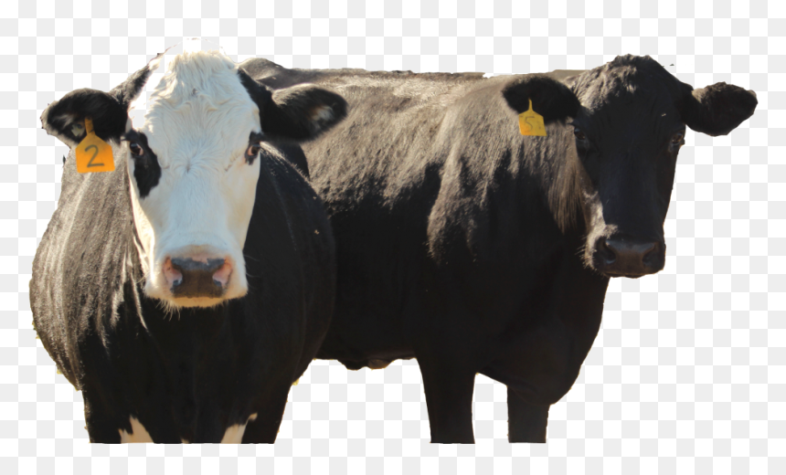 2 Cows Trweb - Dairy Cow, HD Png Download - cows png