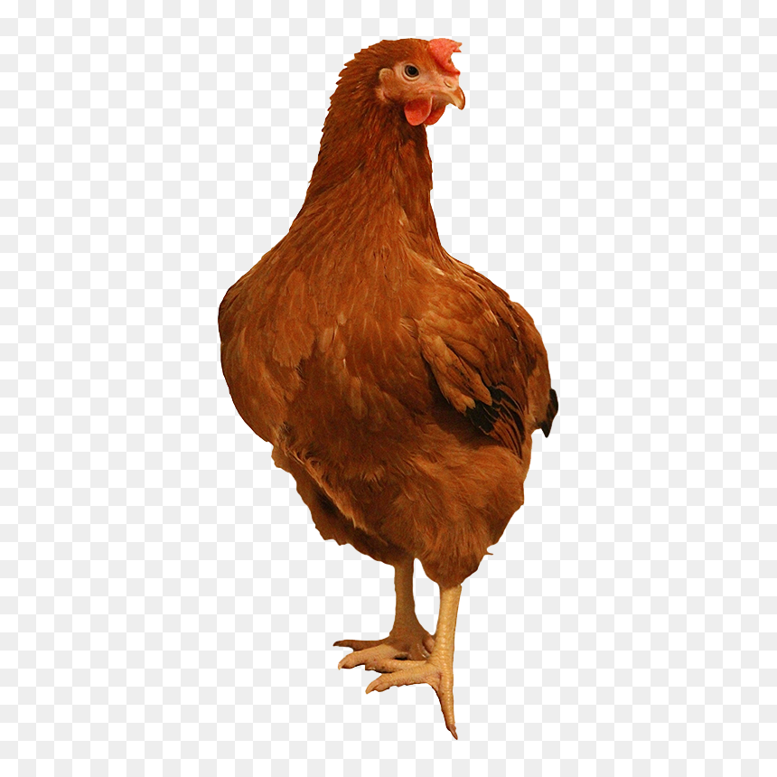 Brown Chicken Png Image Background - Chicken Png Transparent Background, Png Download - chicken.png