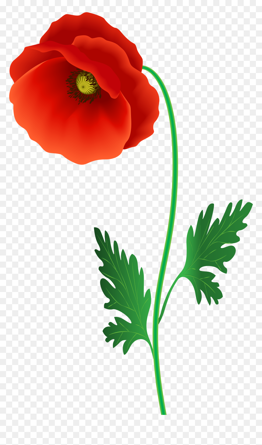 Poppy Flower Png Clipart Image - Poppy Flower Png, Transparent Png - floral clipart png
