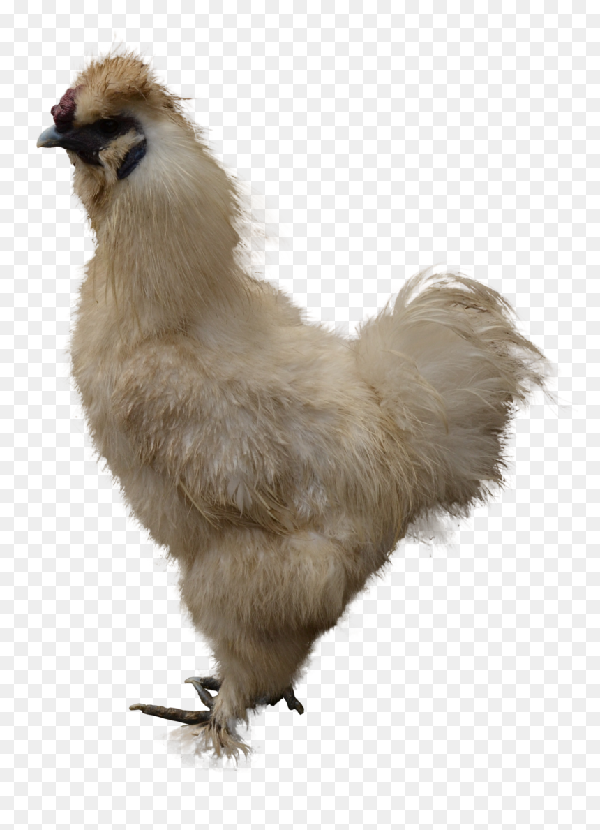 Chicken Png Image - Chicken, Transparent Png - chicken.png