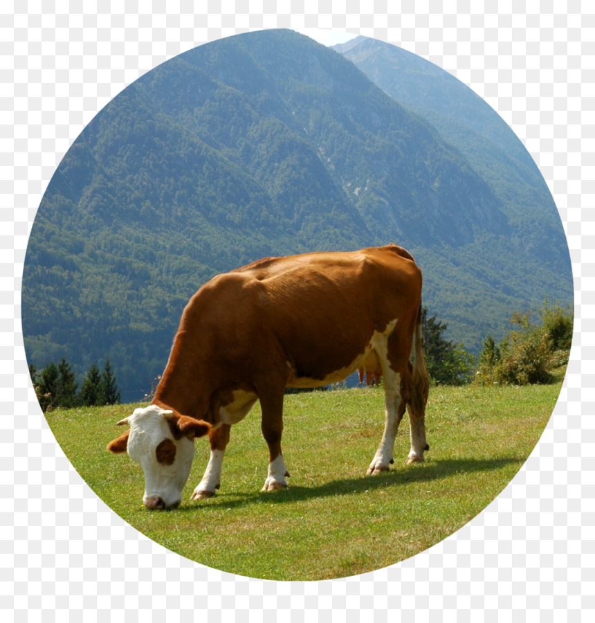 Grazing - Dairy Cow, HD Png Download - cows png