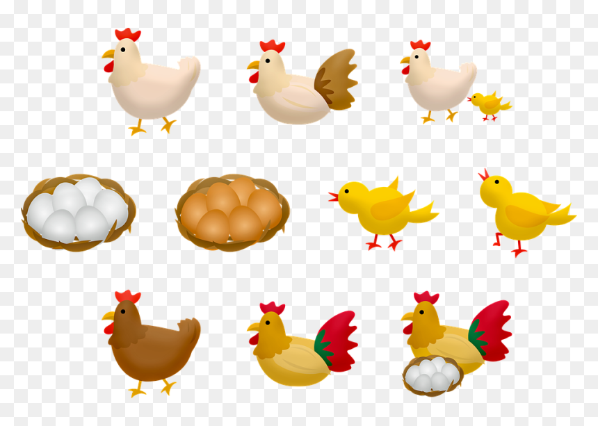 Baby Chick Png - Chicken, Transparent Png - chicken.png