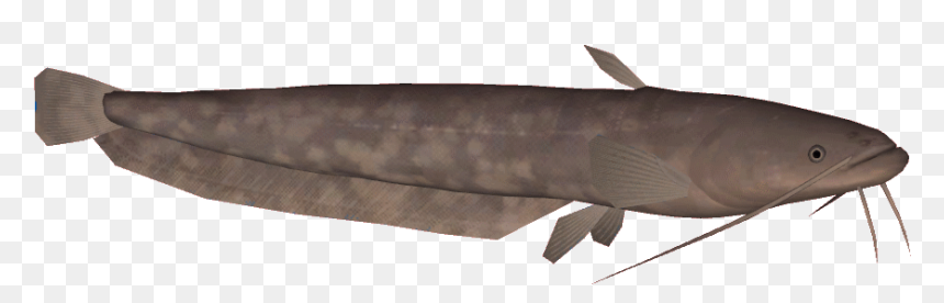 Amurcatfish - Zoo Tycoon 2 Catfish, HD Png Download - catfish png