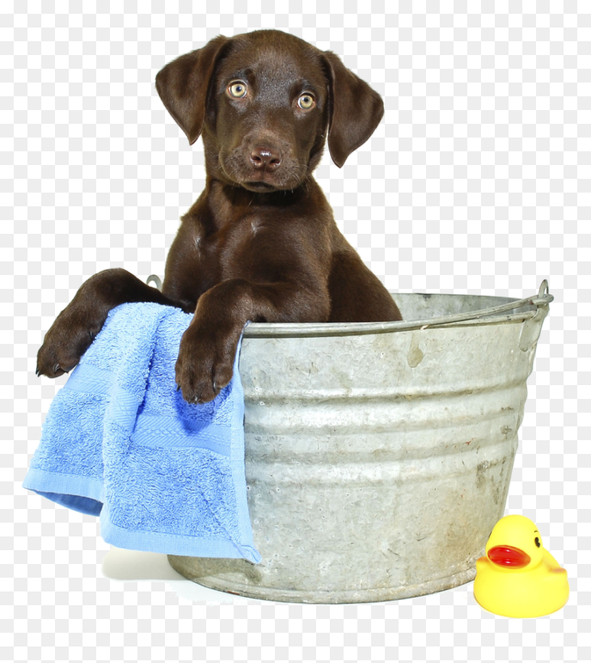All Grooming Appointments Include - Dog Wash Event, HD Png Download - bath png