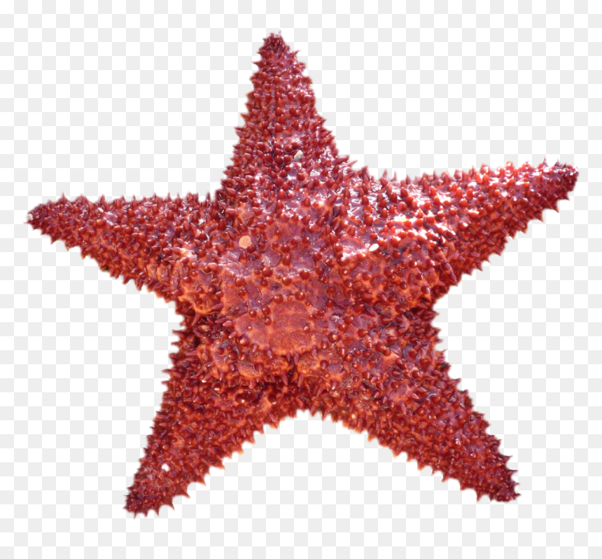 Starfish Png Image - Starfish Png, Transparent Png - star fish png