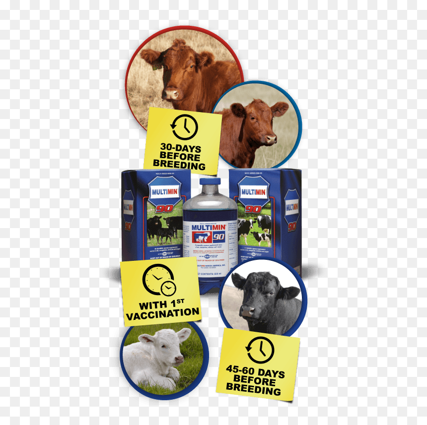 Black Angus Cow, HD Png Download - cows png