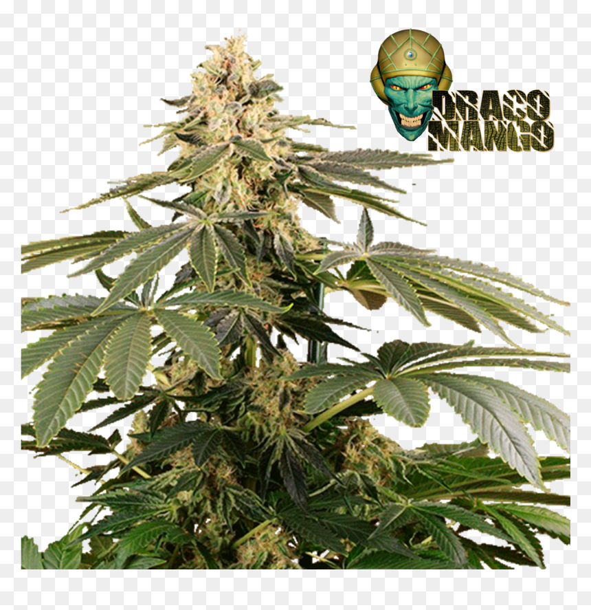 Plantation, HD Png Download - draco png