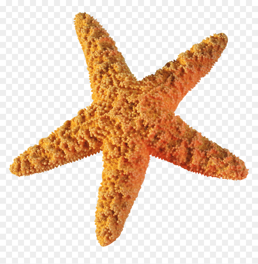 Starfish Clip Art - Brittle Star Png, Transparent Png - star fish png