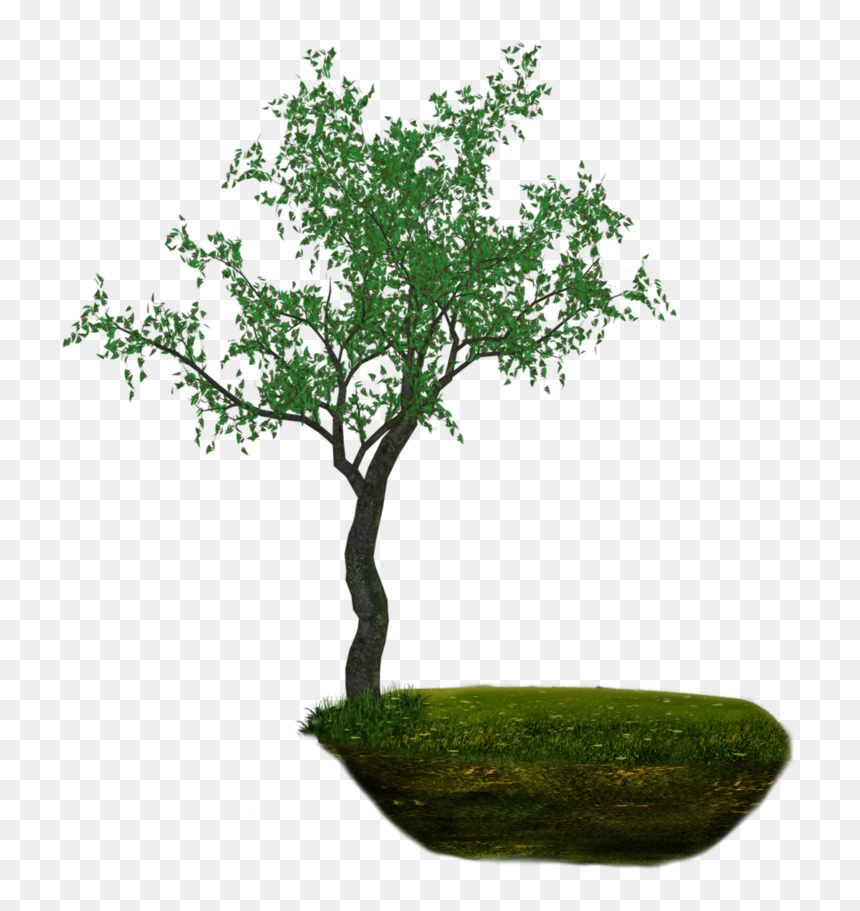Thumb Image - Дерево, HD Png Download - land png