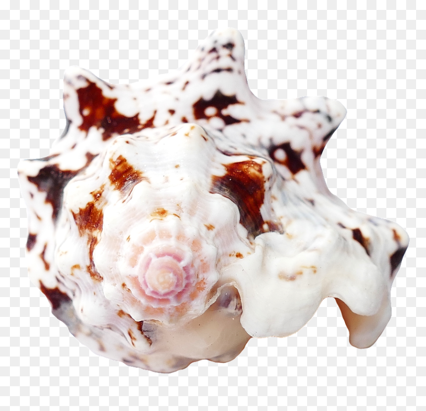 Travel, Sea Shells Ocean Beach Vacation Sea Shells - Seashell, HD Png Download - shells png