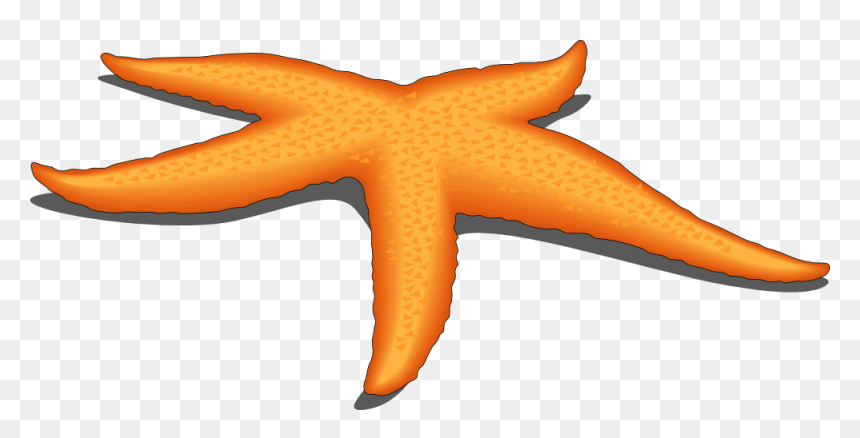 Clipart Of Owner, Compound And Starfish The - Starfish, HD Png Download - star fish png