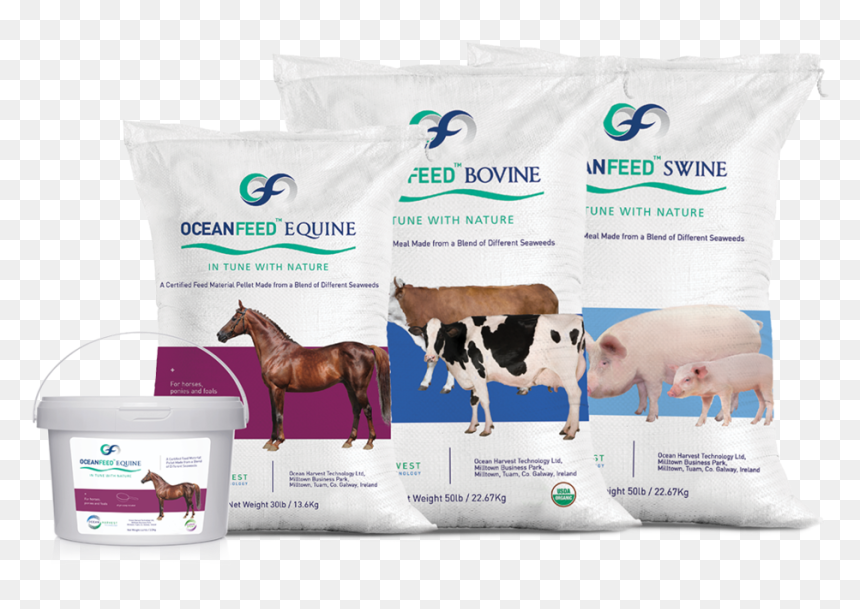 Ocean Harvest Technology Limited, Its Agents, Distributors, HD Png Download - cows png