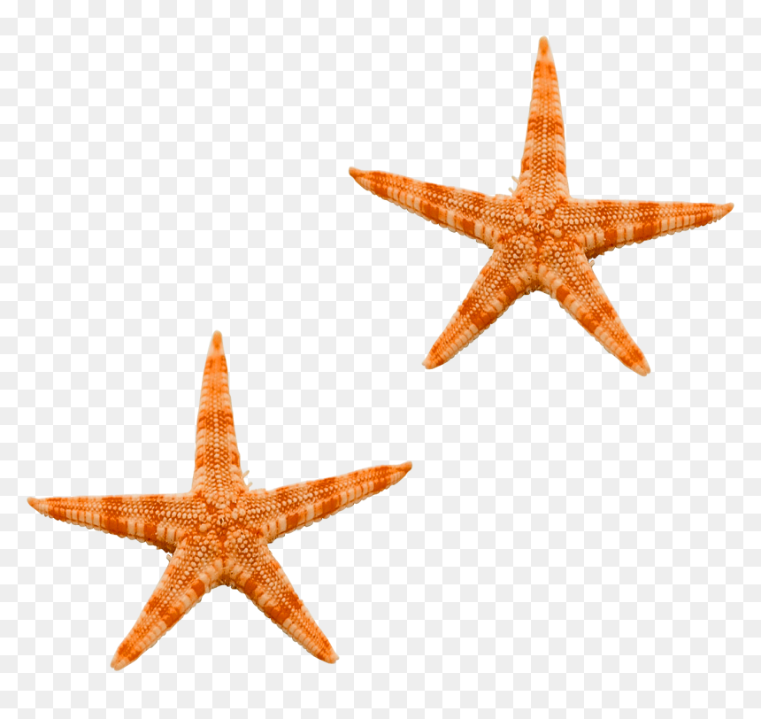 Starfish Png - Ocean Star Png, Transparent Png - star fish png