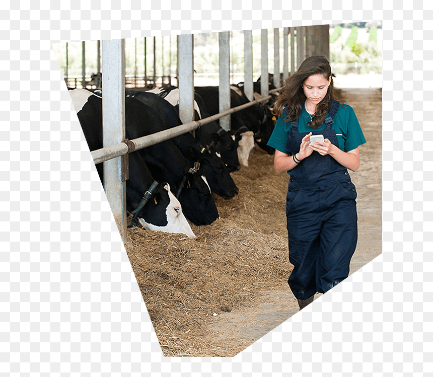 Dairy Cow, HD Png Download - cows png
