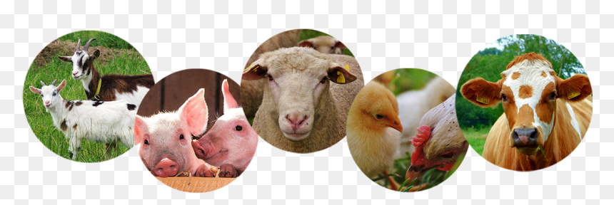 Ddgs Corn - Cows - Cattle Egret, HD Png Download - cows png