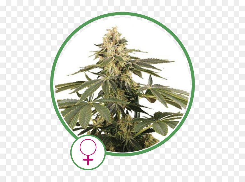 Cannabis, HD Png Download - draco png