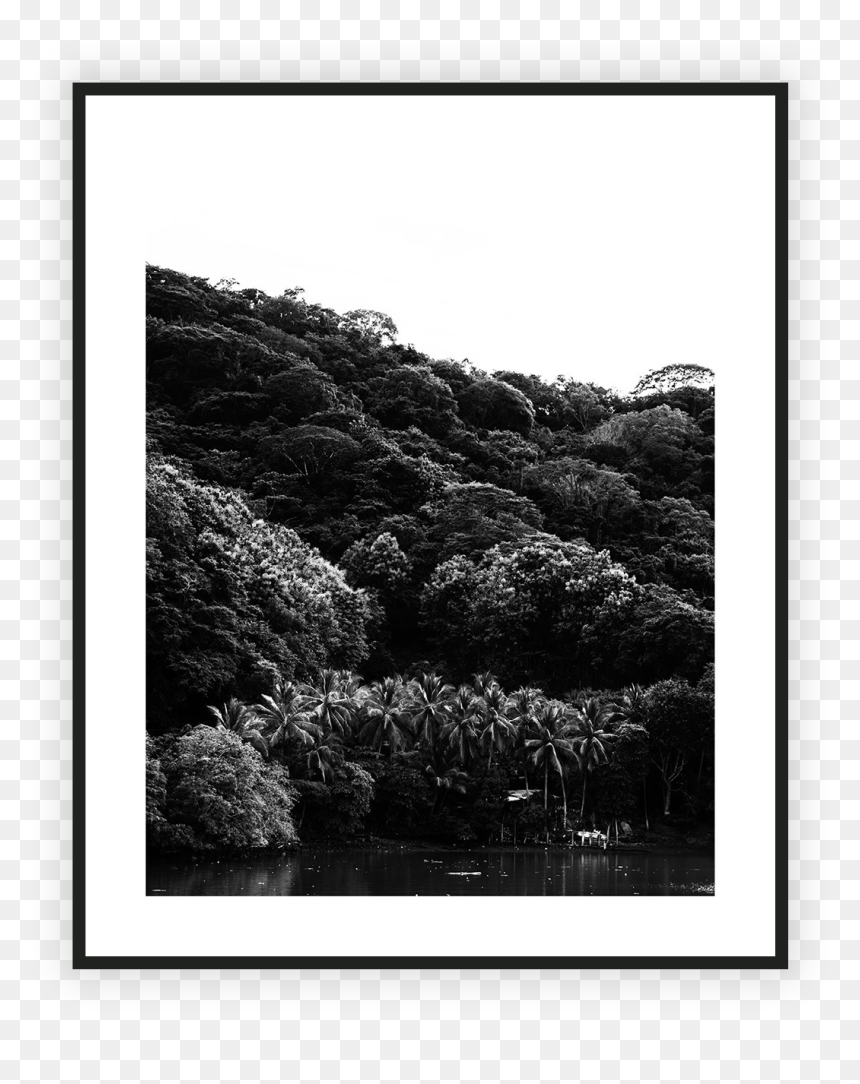 Home/nature/costa Rica Forrest , Png Download - Monochrome, Transparent Png - forrest png