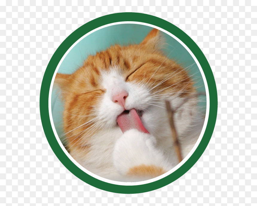 Cat Icon - Cat Tongue, HD Png Download - cat icon png