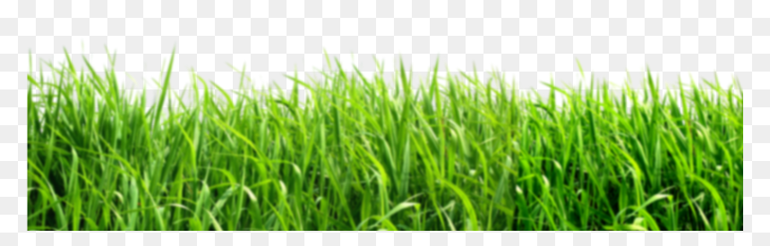 Green Background Png , Png Download - Plant Png Green Background, Transparent Png - pasto png